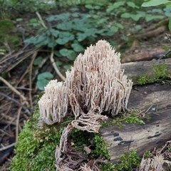 Agaricomycetes