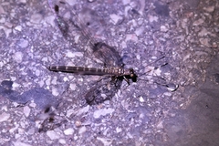 Paraglenurus japonicus