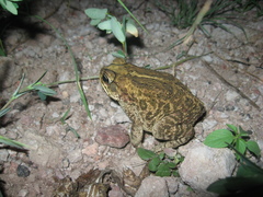Incilius mazatlanensis