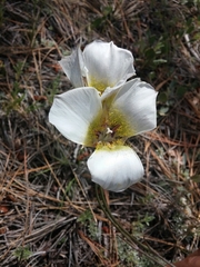 Calochortus ambiguus