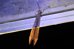 Paraglenurus japonicus