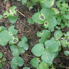 Hepatica nobilis