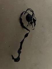 Macrocystis pyrifera