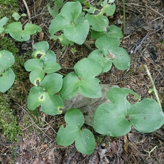Hepatica nobilis