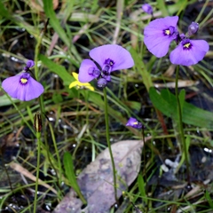 Utricularia beaugleholei