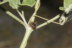 Sassacus