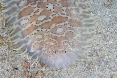 Carpet Sole photo 3