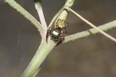 Sassacus