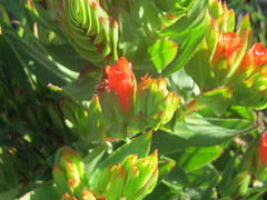 Lobostemon sanguineus