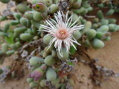 Eberlanzia
