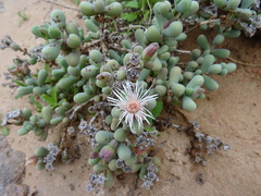 Eberlanzia