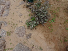 Eberlanzia