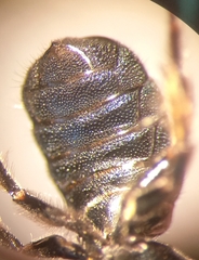 Ceratina chalybea