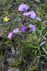 Utricularia beaugleholei
