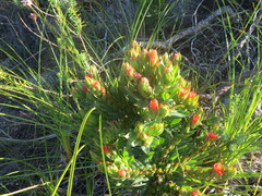 Lobostemon sanguineus