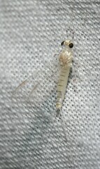 Maccaffertium terminatum