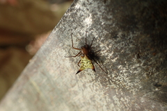 Micrathena acuta