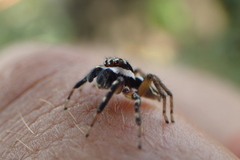 Leptofreya ambigua
