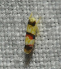 Erythroneura integra