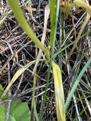 Platanthera unalascensis