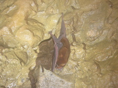 Mormoops megalophylla