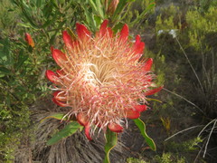 Protea susannae