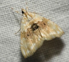 Lipocosmodes fuliginosalis