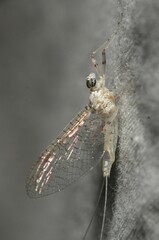 Maccaffertium modestum