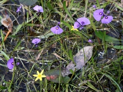 Utricularia beaugleholei