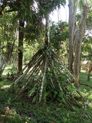 Iriartea deltoidea