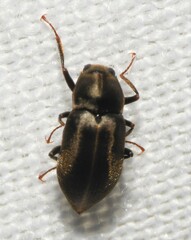 Helichus lithophilus