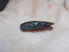 Colobogaster