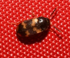 Mycetophagus serrulatus