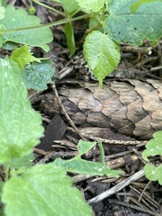 Cyclophora punctaria