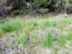 Molinia caerulea caerulea
