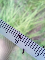 Molinia caerulea caerulea