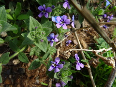 Jamesbrittenia fruticosa