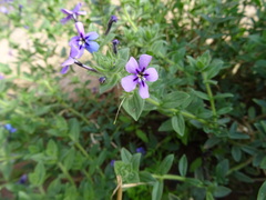 Jamesbrittenia fruticosa