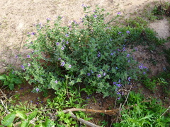 Jamesbrittenia fruticosa