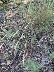 Festuca valesiaca