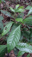 Trigonobalanus excelsa