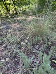 Festuca valesiaca