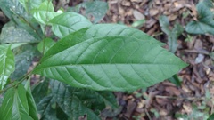 Trigonobalanus excelsa