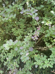Berberis × ottawensis