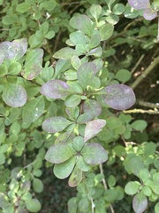 Berberis × ottawensis