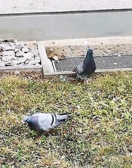 Columba livia domestica