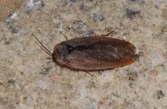 Eupolyphaga sinensis