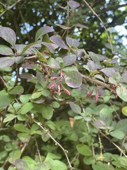 Berberis × ottawensis
