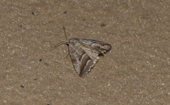 Phyllophila obliterata