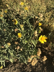 Verbesina encelioides